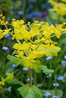 Smyrnium perfoliatum, perfoliate alexanders, biennial