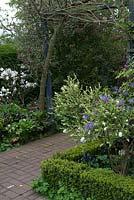 A path through spring borders with Exochorda macrantha 'The Bride' and clematis macropetala. Farside: Magnolia 'Stellata' underplanted with Helleborus and Ribes sanguineum behind.