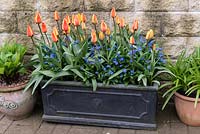 Flowering amidst forget-me-nots in lead cistern, Tulipa 'Stresa', an early flowering Kaufmanniana tulip. Height 25cm. Ideal for containers