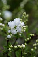 Exochorda macrantha 'The Bride', a deciduous shrub with pure white flowers in early spring. 
