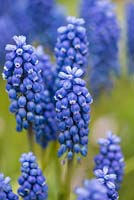 Muscari botryoides 'Superstar', grape hyacinth