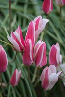 Tulipa clusiana 'Lady Jane', an early flowering, 25cm high tulip with flowers of rosy red with ivory petal margins.