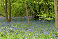 Woodland with a carpet of naturalised bluebells.