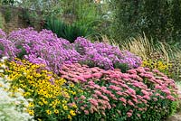 Autumn flowerbed with Aster novae angliae 'Harrington's pink' - syn. Symphyotrichum novae-angliae, Rudbeckia fulgida var. deamii AGM, Sedum Herbstfreude Group 'Herbstfreude' AGM, dried flowerhead of Phlomis russeliana AGM, Calamagrostis acutiflora 'Karl Foerster' and Pennisetum villosum 