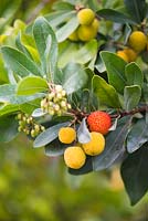 Arbutus unedo - strawberry tree, cane apple - in October