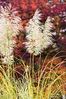 Cortaderia selloana 'Aureolineata'