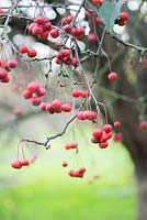 Malus x robusta - crab apple in Autumn 