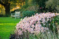 Chrysanthemum 'Hillside Apricot' with Heuchera 'Obsidian' 