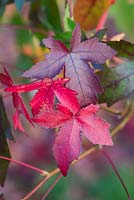 Liquidambar styraciflua 'Worplesdon' - sweet gum with maple-like leaves