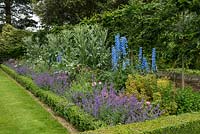 A long box-edged summer border planted with delphinium, knautia, catmint, peonies and cardoons in front of a pleached hornbeam hedge.
