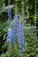 Blue delphiniums in Summer bed