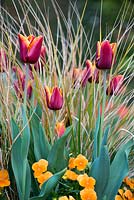 Tulipa Abu Hassan grown amidst Carex comans Bronze, sedge grass.