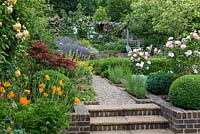 A terraced garden with gravel path edged in Californian poppies, box balls, sisyrinchium, alchemilla and Rosa 'Jenny's.
