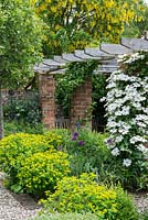 Clematis 'Guernsey Cream', a large flowered climber on a brick pillared pergola in early summer.
