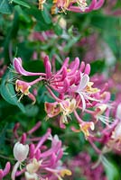 Lonicera periclymenum 'Belgica', early Dutch honeysuckle, a fragrant climber flowering from late May.