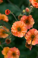 Geum avens 'Prinses Juliana', a perennial with pinkish orange, double flowers, flowering from May