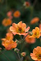 Geum avens 'Totally Tangerine', a perennial with bright orange flowers, flowering from May