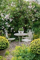 A table and chairs with lavender bowl, box balls in containers and Alchemilla mollis. Behind: Rosa 'Adelaide d'Orleans', 'Frances E Lester'.