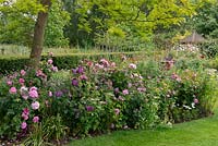 A large border of pink and purple roses - 'Gertruse Jekyll', 'Mary Rose', 'Ferdinand Pichard', 'Rhapsody in Blue' beneath a gleditsia tree.