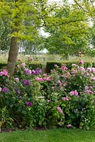 A large border of pink and purple roses - 'Gertruse Jekyll', 'Mary Rose', 'Ferdinand Pichard', 'Rhapsody in Blue' beneath a gleditsia tree.