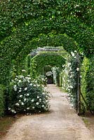 Hornbeam arches with trained roses 'Madame Alfred Carriere' at le Prieuré Notre-Dame d'Orsan