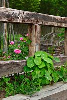 Foliage of Tropaeolum majus, garden nasturtium, and rose growing by railway sleeper fencing