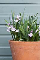 The first bulbs to emerge are Chionodoxa forbesii 'Pink Giant'