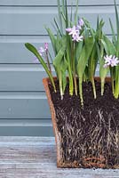 Displaying bulb and root growth with Chionodoxa forbesii 'Pink Giant' in bloom