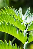 Melianthus major