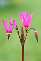 Dodecatheon pulchellum - red wings