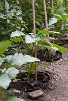 Solanum Melongena - aubergine, growing in pots buried in the ground. July
