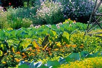 Tightly planted vegetable garden in sunlight