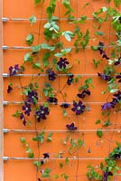 Clematis romantika on aluminium wire trellis