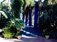 La Majorelle Garden, Marrakech, Morocco. Blue painted steps and pergola with jasminum Owner: Yves St Laurent 