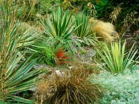 An exotic seaside garden, with planting of yucca gloriosa variegata. fascicularia bicolor, stipa gigantea and s. tenuissima, anthemis, carex and allium seedheads, September. Charney Well: Owner Christopher Holliday.
