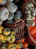 Selection of pumpkins and squashs, cucurbita maxima, crown prince, golden delicious, cucurbita pepo harlequin, sweet dumpling and autumn cornucopia. September, Kew gardens,