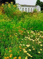 Helianthus argophyllus - gold and silver, calendula officinalis porcupine and pale orange arctosis fastuosa - orange surprise, foeniculum vulgare - fennel. The orangery, Kew