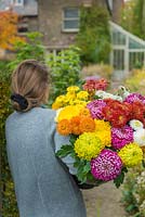Woman carrying bunch of mixed Chrysanthemums.