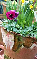 Frost damaged terracotta pot - March - Oxfordshire