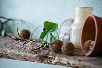 Shelf with Sycamore seeds, Hedera helix, bottles and pots, Lucille Lewins, small office court yard garden in Chiltern street studios, London. Designed by Adam Woolcott and Jonathan Smith 