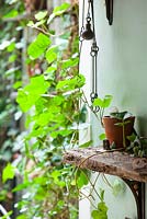 Wooden shelf with Hedera helix and terracotta pot, Lucille Lewins, small office court yard garden in Chiltern street studios, London. Designed by Adam Woolcott and Jonathan Smith 