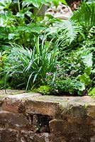 Brick wall with Liriope muscari, Thalictrum kiusianum and Polystichum setiferum, Lucille Lewins, small office court yard garden in Chiltern street studios, London. Designed by Adam Woolcott and Jonathan Smith