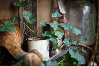 Wooden shelves in court yard with Hedera helix and artefacts. Lucille Lewins, small office court yard garden in Chiltern street studios, London. Designed by Adam Woolcott and Jonathan Smith 