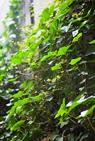 Hedera helix. Lucille Lewins, small office court yard garden in Chiltern street studios, London. Designed by Adam Woolcott and Jonathan Smith June 2010, UK