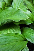 Hosta 'Sum and Substance' in Lucille Lewins, small office court yard garden in Chiltern street studios, London. Designed by Adam Woolcott and Jonathan Smith