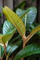 Eriobotrya japonica in Lucille Lewins, small office court yard garden in Chiltern street studios, London. Designed by Adam Woolcott and Jonathan Smith