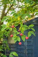 Cornus 'Norman Hadden'