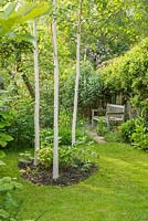 View of secluded part of long, narrow, town garden in spring with wooden bench and group of three young birch trees underplanted with hellebores.