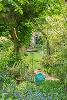 View of long, narrow, town garden in spring with informal lawn and mixed borders. Acer negundo, antique glazed urn, alliums and skimmia.