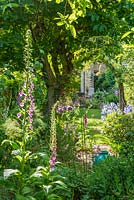 View of long, narrow, town garden in spring with informal lawn and mixed borders. Iris 'Jane Phillips', Allium 'Globemaster' and foxgloves beneath Acer negundo.